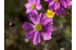 Coreopsis nudata Nutt.的圖片