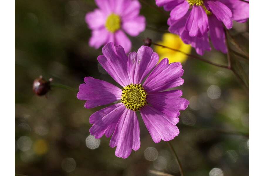 Coreopsis nudata Nutt.的圖片