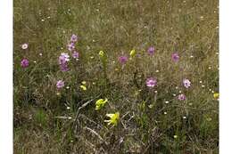 Coreopsis nudata Nutt.的圖片