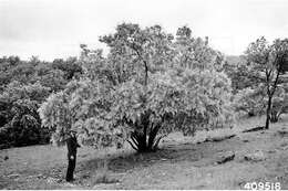 Image of American smoketree