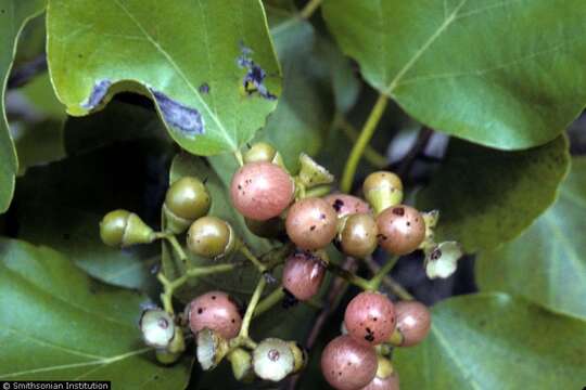 Image of clammy cherry