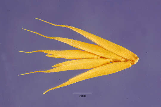 Sivun Agropyron cristatum (L.) Gaertn. subsp. pectinatum (M. Bieb.) Tzvelev kuva