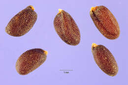 Image of hare's ear mustard