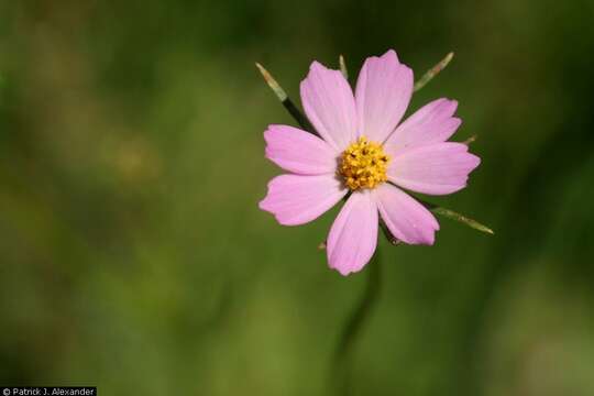 Image of Southwestern Cosmos