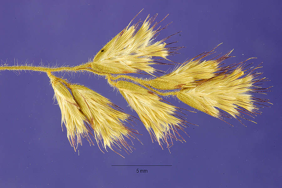 Plancia ëd Cottea pappophoroides Kunth