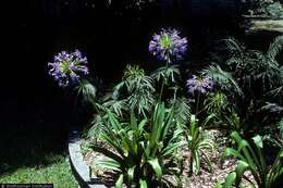 Image of Agapanthus praecox subsp. orientalis (F. M. Leight.) F. M. Leight.