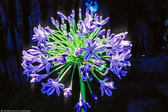 Image of Agapanthus praecox subsp. orientalis (F. M. Leight.) F. M. Leight.