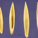 Image of Elymus pseudorepens (Scribn. & J. G. Sm.) Barkworth & D. R. Dewey