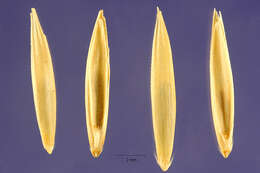 Image of Elymus pseudorepens (Scribn. & J. G. Sm.) Barkworth & D. R. Dewey