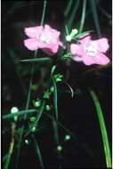 Image of purple false foxglove