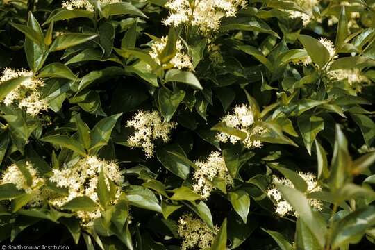 Image de Cornus racemosa Lam.