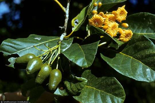 صورة Cordia rickseckeri Millsp.