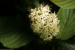 Image of roundleaf dogwood