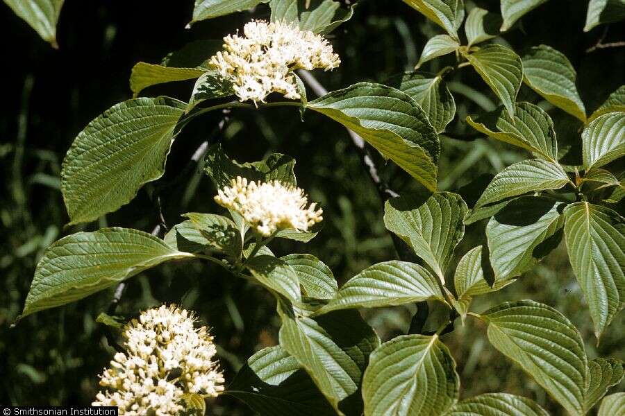 Image de Cornus rugosa Lam.