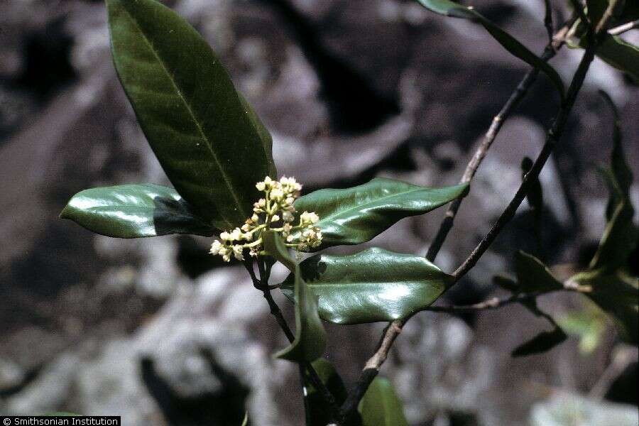 Image of corynocarpus