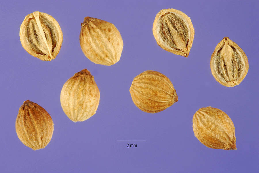 Image of coriander