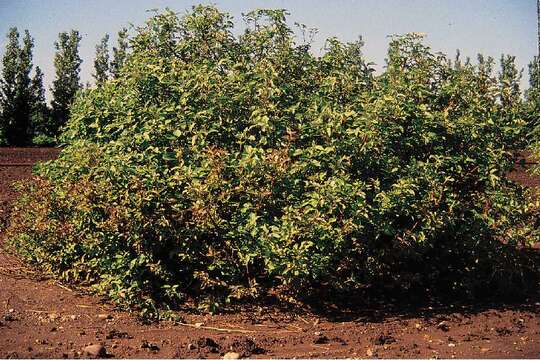 Image de Cornus sericea L.