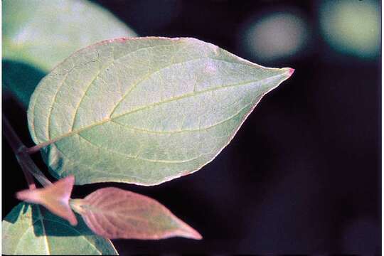 Image of redosier dogwood