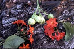 Image de Cordia sebestena L.