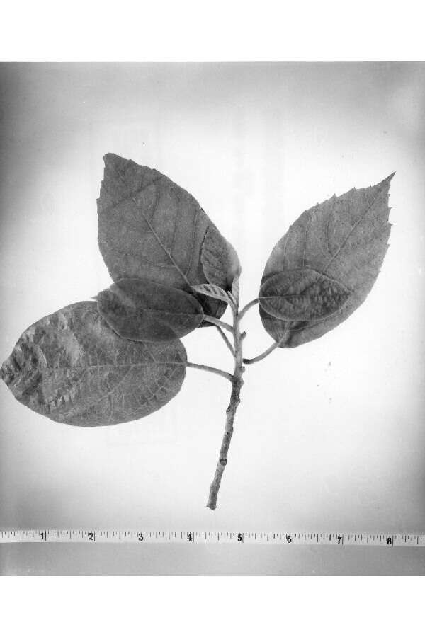 Image de Cordia sebestena L.