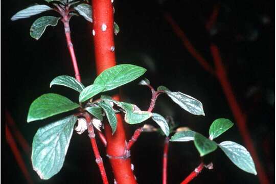 Image de Cornus sericea subsp. sericea