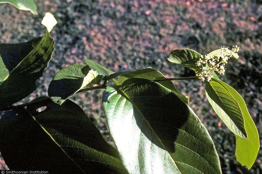 Image de Cordia sulcata DC.