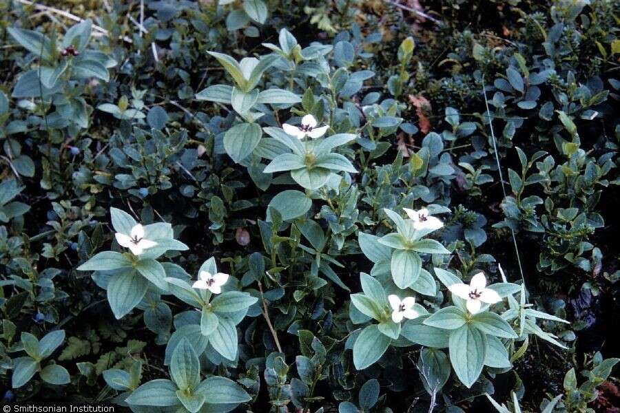 Image of Bunchberry