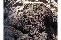 Image of soil jelly lichen