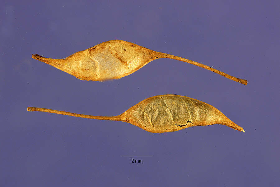 Image of threeleaf goldthread