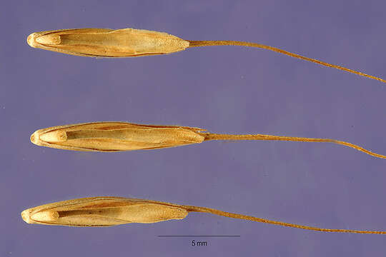 Elymus semicostatus (Steud.) Melderis resmi