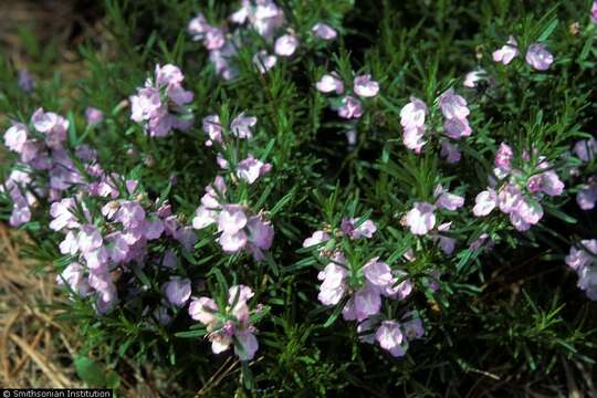 Image of Cumberland false rosemary