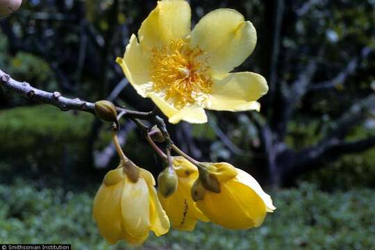 Imagem de Cochlospermum vitifolium (Willd.) Spreng.