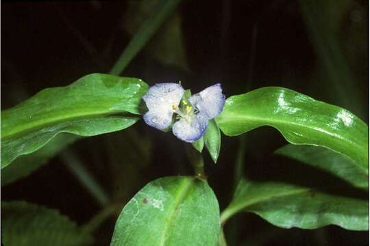 Image of Virginia dayflower