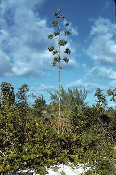 Plancia ëd Agave sisalana Perrine