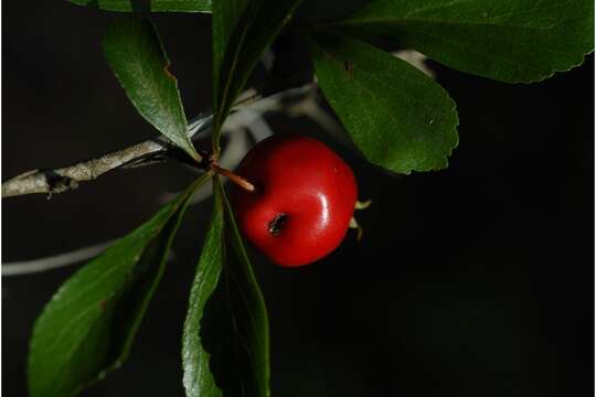 Image of may hawthorn