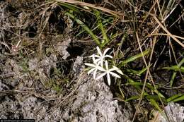 Image de Crinum americanum L.