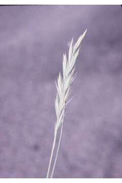 Elymus smithii (Rydb.) Gould的圖片