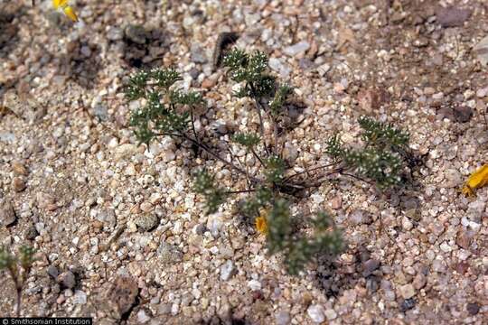 Слика од Cryptantha angustifolia (Torr.) Greene