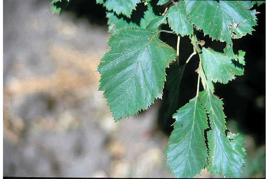 Plancia ëd Crataegus anomala Sarg.