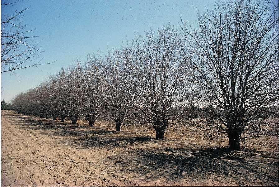 Plancia ëd Crataegus anomala Sarg.