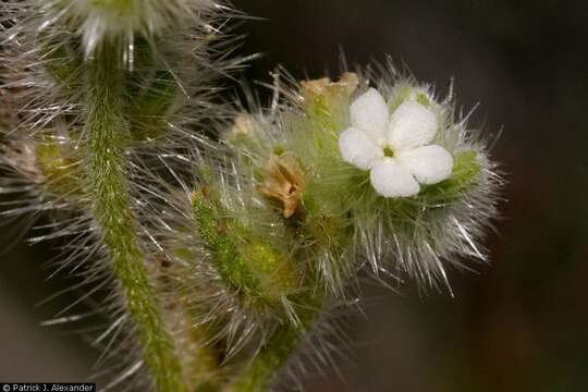 صورة Cryptantha barbigera (A. Gray) Greene