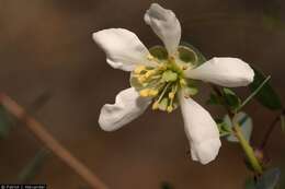 Image of ragged rockflower