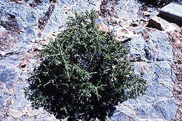 Image of ragged rockflower