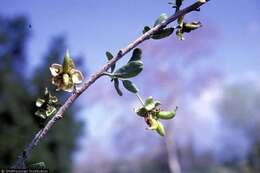 Image de Crossosoma californicum Nutt.