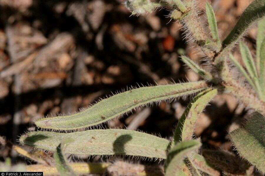 Image of James' cryptantha