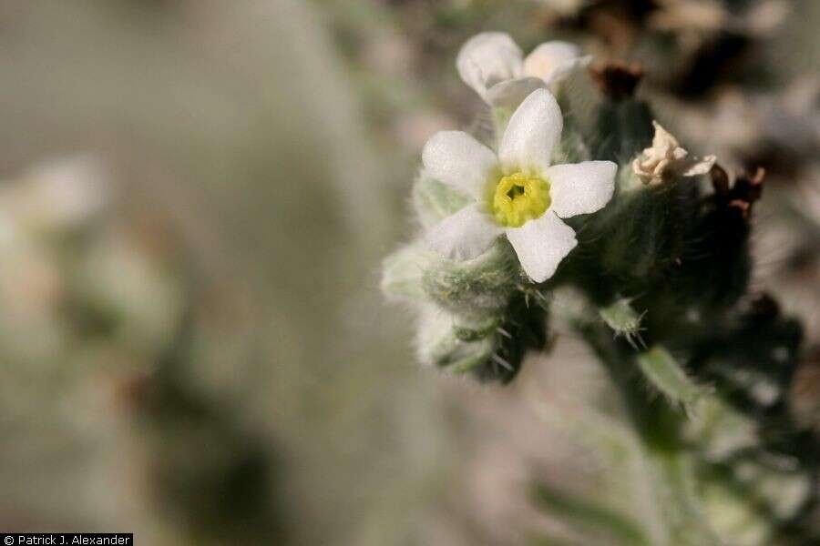 Image of James' cryptantha