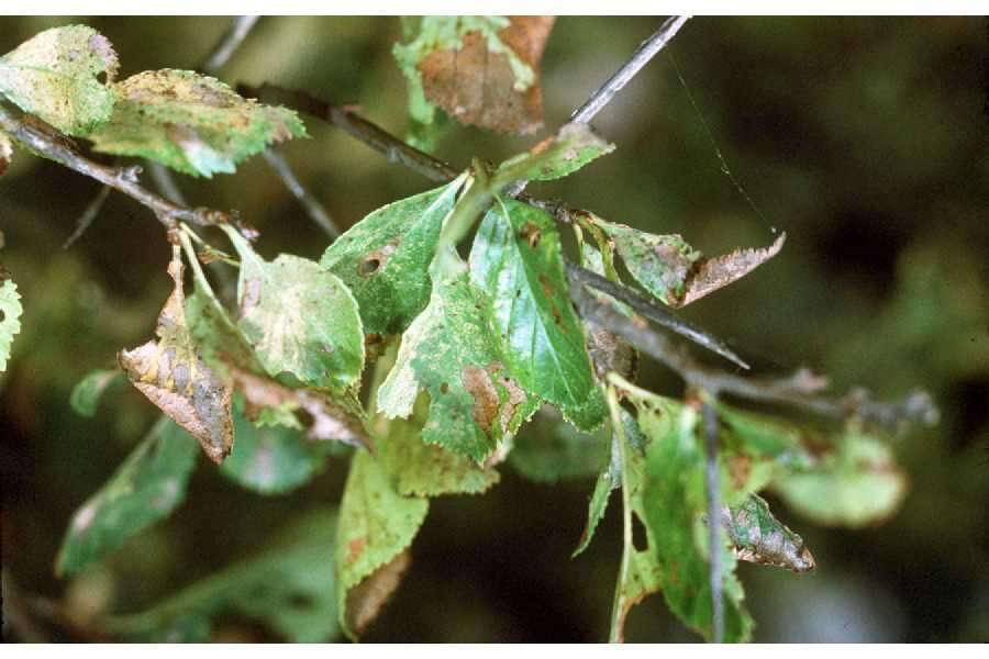 Image of Cockspur Hawthorn