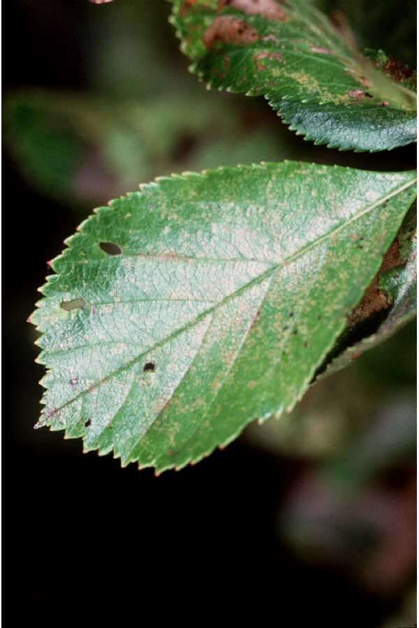 Image of Cockspur Hawthorn