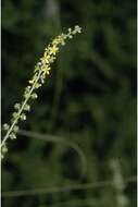 Image of roadside agrimony