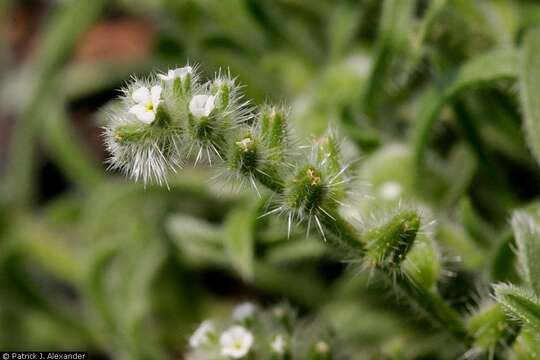 Plancia ëd Cryptantha crassisepala (Torr. & Gray) Greene